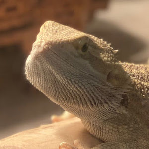 Meet your Posher, The best of waffles